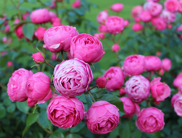 艾拉绒球月季的优缺点有哪些？