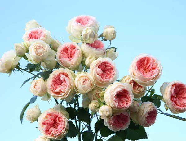 艾拉绒球月季是藤本还是灌木植物？