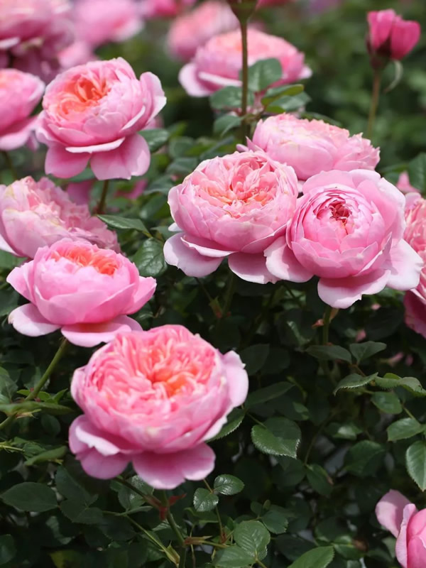 艾拉绒球月季如何种植最好看？