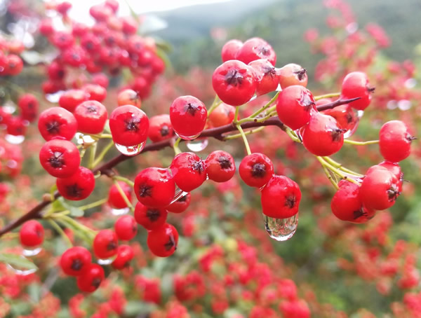 救军粮的功效有哪些？