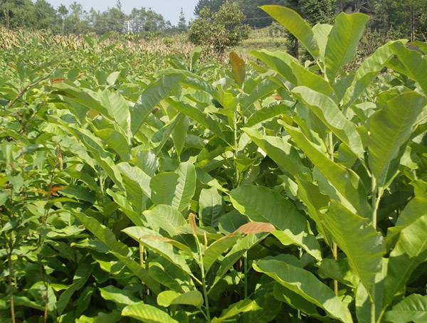 黄柏的功效与作用有哪些？