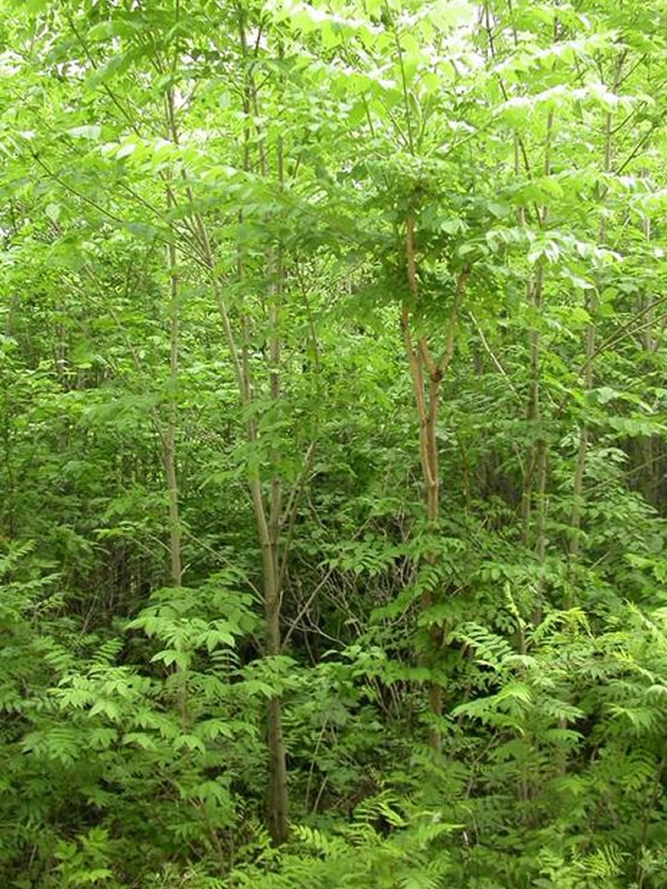 黄柏树皮的作用与功效有哪些？