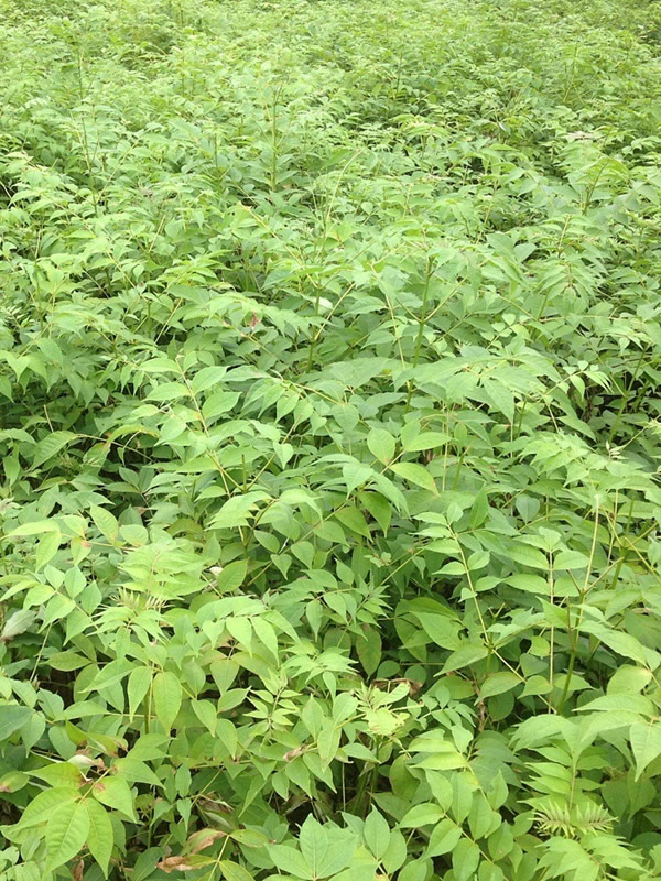 黄柏树为什么长得慢？