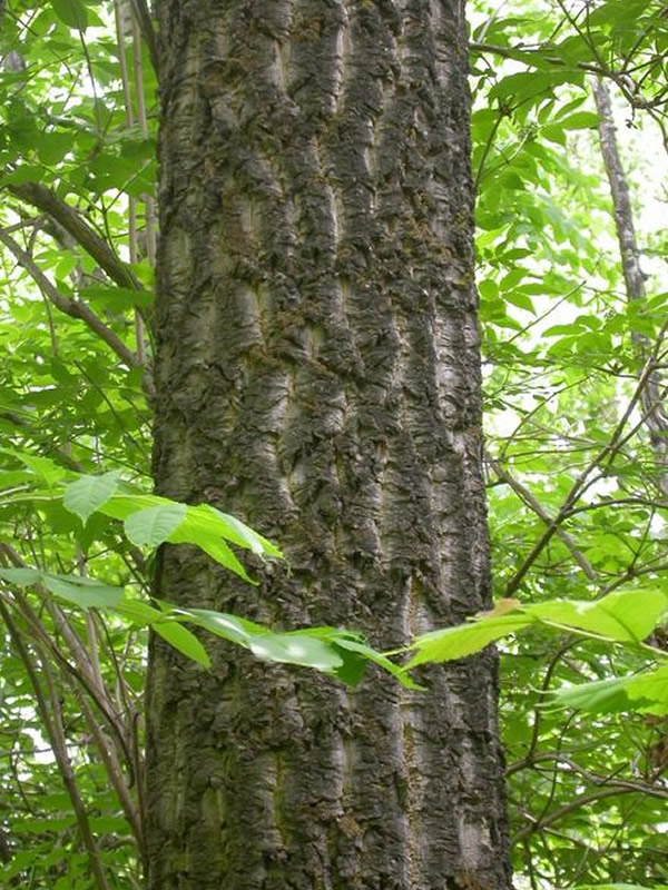 黄柏树如何种植收益最大？