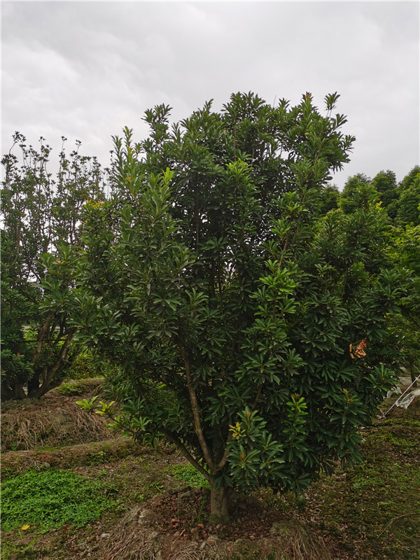 杨梅树怎么样？