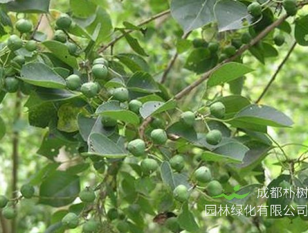 木子树果实的药用价值有哪些？