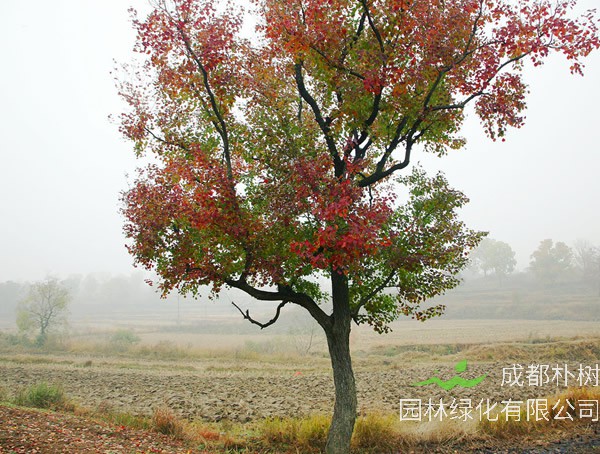 木子树扦插繁殖的方式是怎么样的？