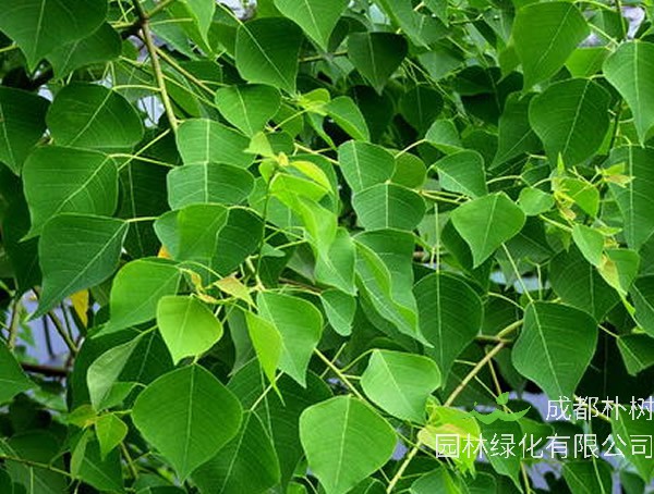 木子树为什么被称为树王？