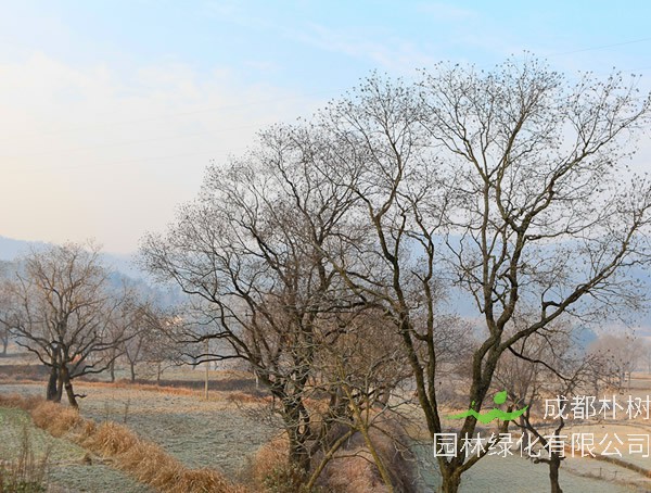 木子树如何剪枝最好？