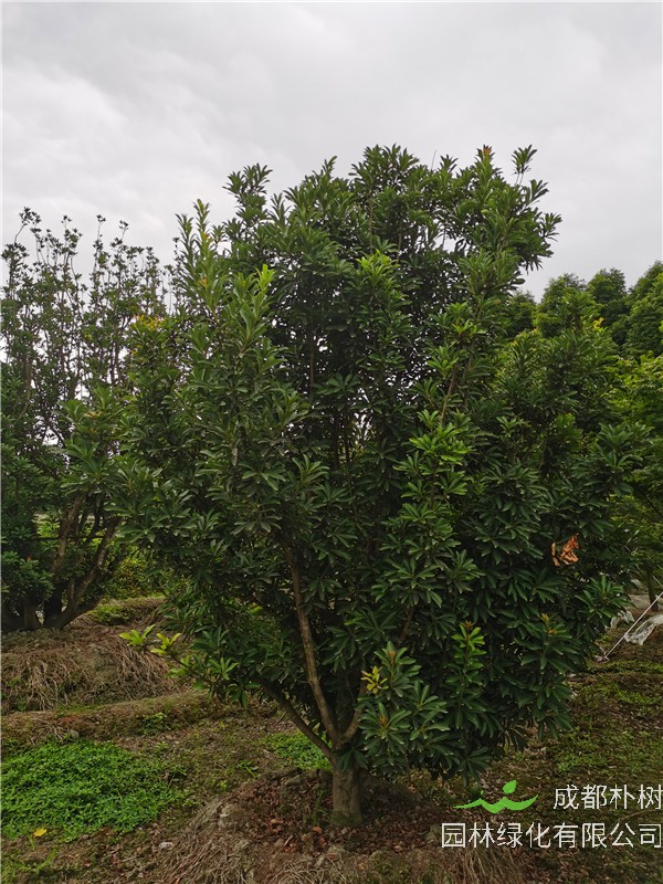 杨梅树怎么样？