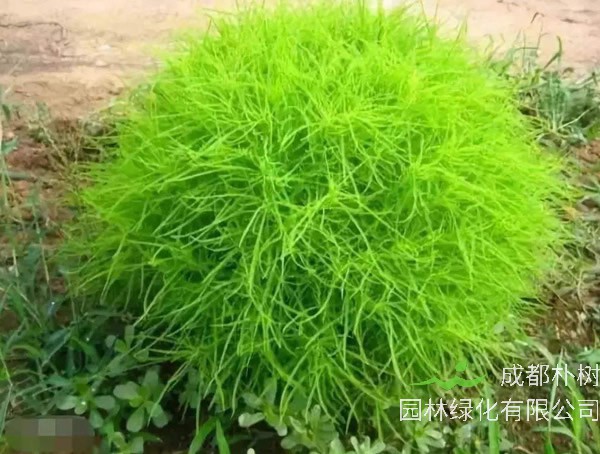 地肤草的功效与作用有哪些？