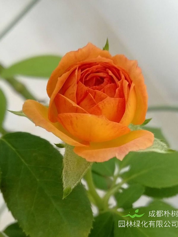 蜂蜜焦糖月季怎么养最好看？