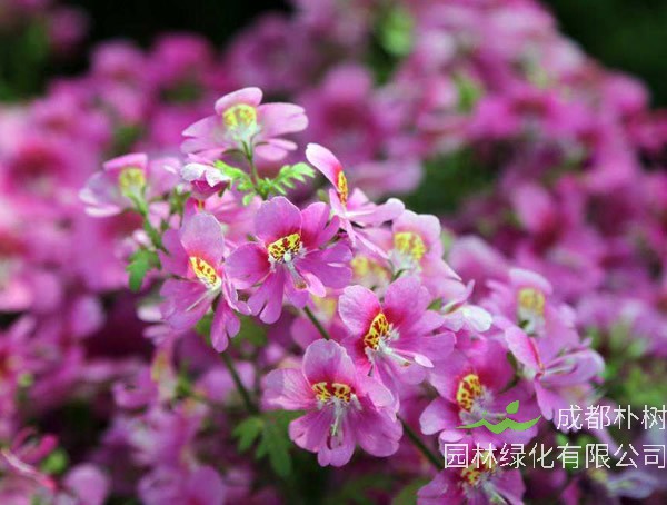 蛾蝶花是多年生植物吗？