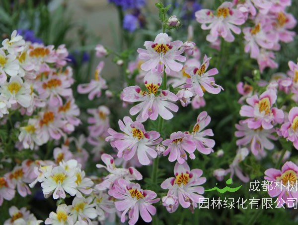 蛾蝶花的花期多久？几月开花？