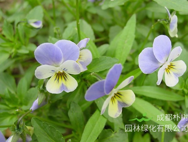 蛾蝶花什么时候播种最好？