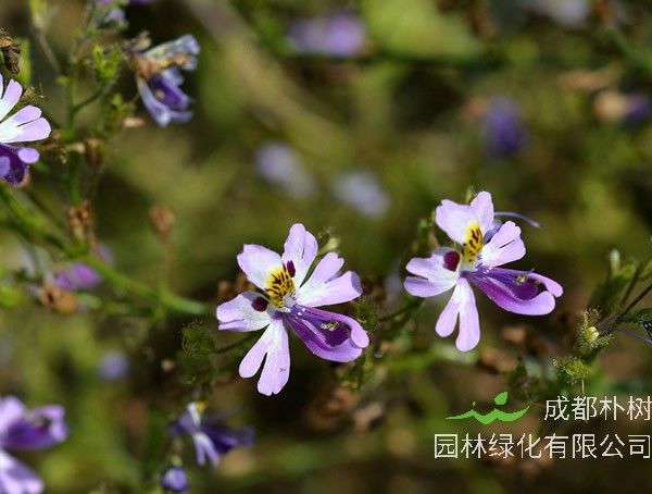 蛾蝶花扦插繁殖可以吗？最常用的繁殖方式是什么？