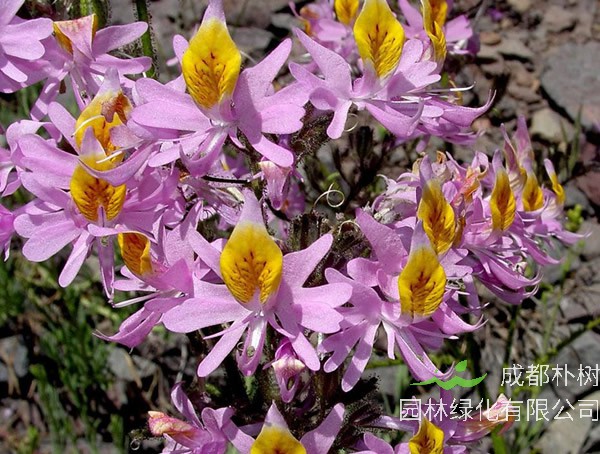 蛾蝶花耐寒吗？