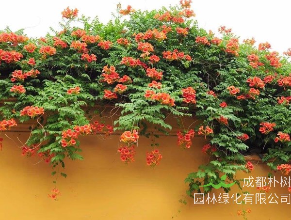 凌霄花的寓意象征有哪些？