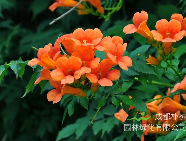 种植凌霄花的风水禁忌有哪些？