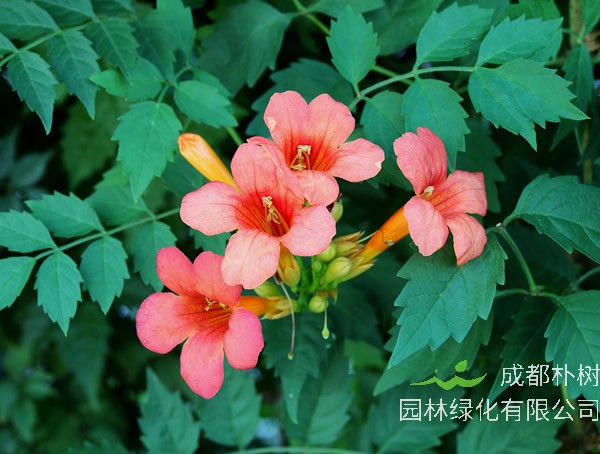 凌霄花扦插方法和时间有哪些注意事项？