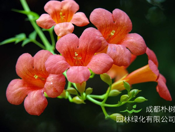 凌霄花为什么叫堕胎花？