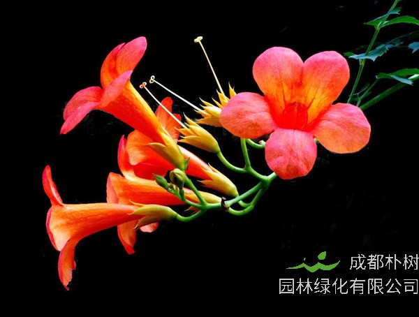 凌霄花为什么掉叶子？怎么处理？