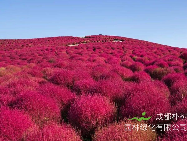 地肤草的种植方法有哪些？