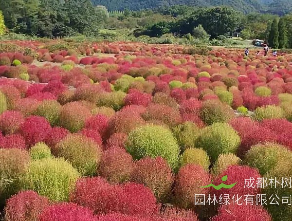 地肤草秋天变红是怎么回事？