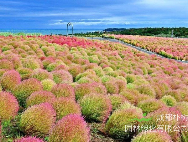 地肤草什么时候种植比较好？