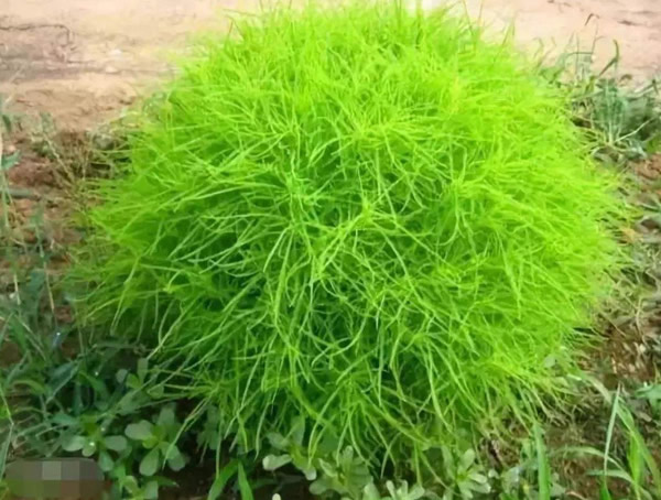 地肤草的功效与作用有哪些？