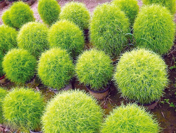 地肤草的吃法是怎样？如何吃最有营养？