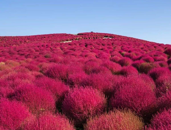 地肤草的种植方法有哪些？