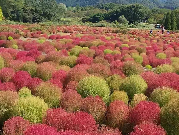 地肤草秋天变红是怎么回事？