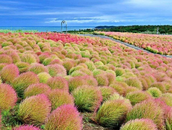 地肤草什么时候种植比较好？