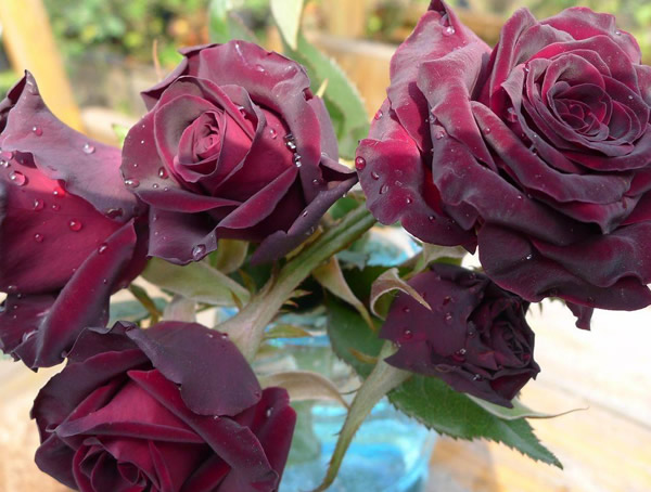 黑巴克月季为什么不黑了？