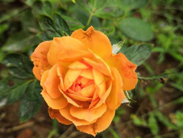 蜂蜜焦糖月季一年开几次花？