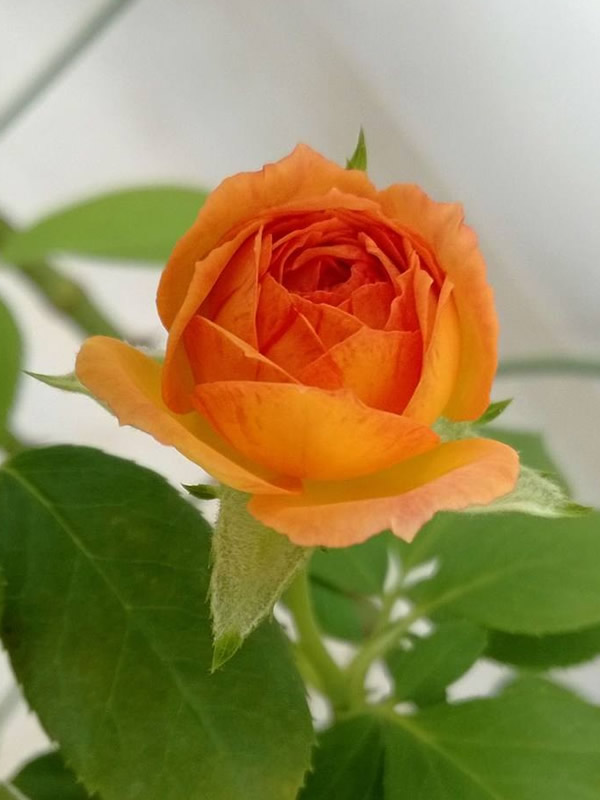 蜂蜜焦糖月季怎么养最好看？