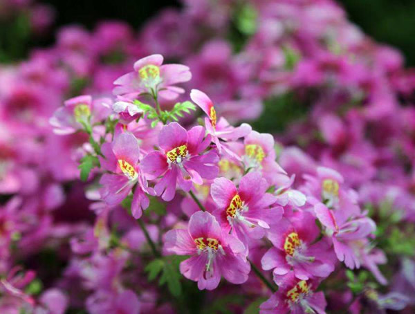 蛾蝶花是多年生植物吗？