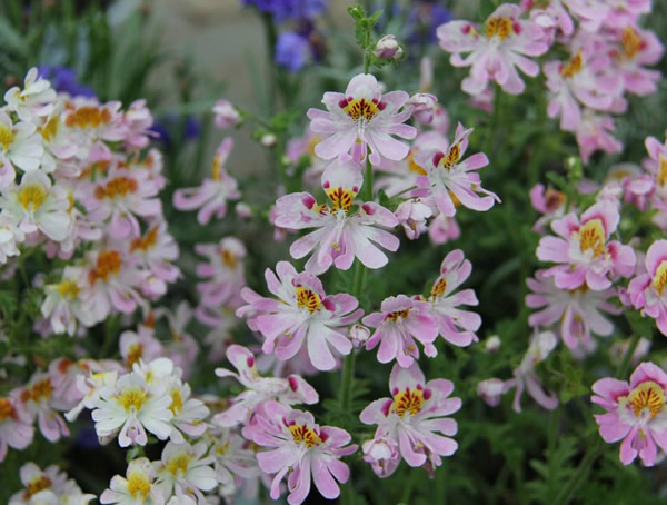 蛾蝶花的花期多久？几月开花？
