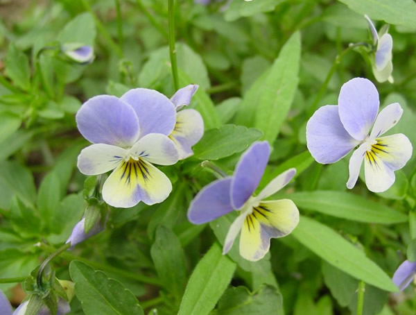 蛾蝶花什么时候播种最好？