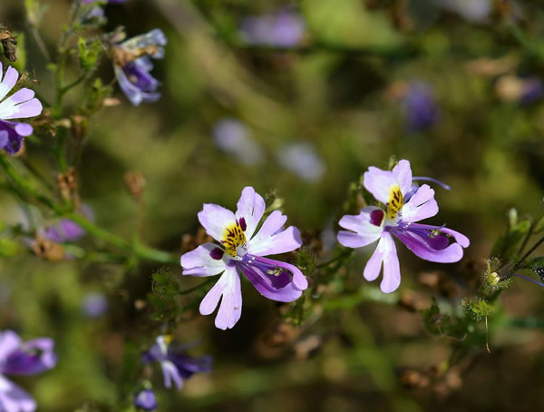 蛾蝶花扦插繁殖可以吗？最常用的繁殖方式是什么？