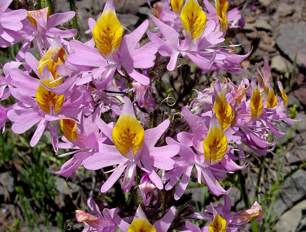 蛾蝶花耐寒吗？