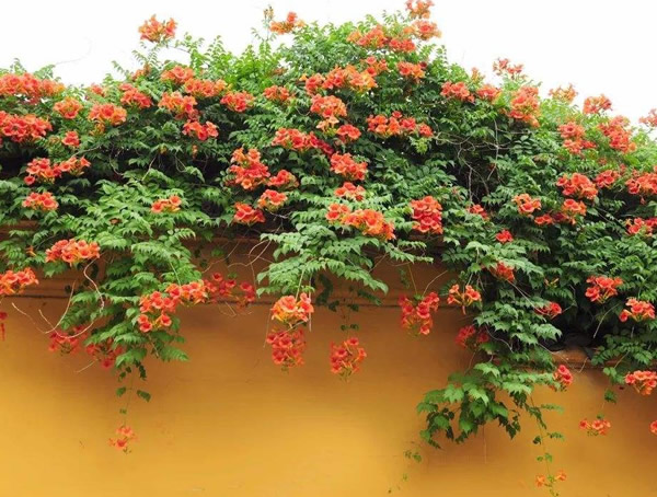 凌霄花的寓意象征有哪些？