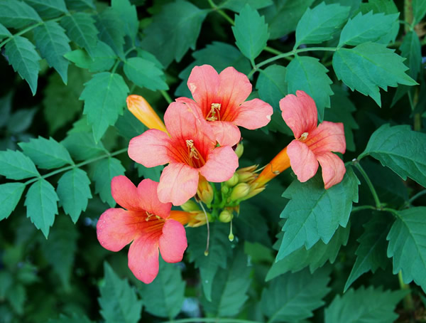 凌霄花扦插方法和时间有哪些注意事项？