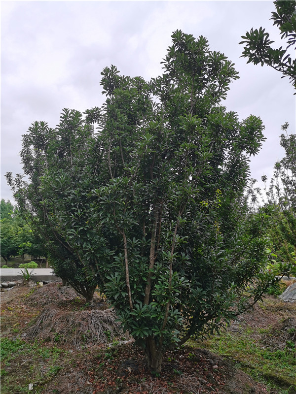 杨梅树根有什么功效？什么时候施肥？