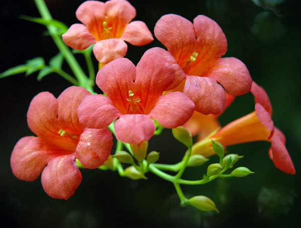 凌霄花为什么叫堕胎花？