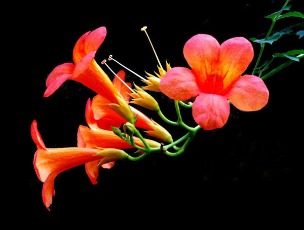 凌霄花为什么掉叶子？怎么处理？