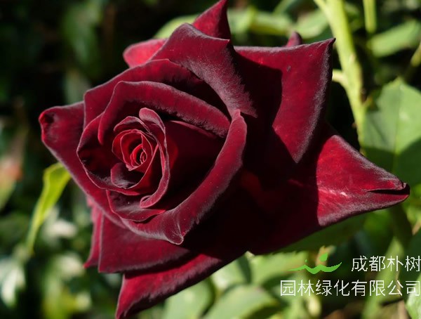 黑巴克月季的优缺点有哪些？