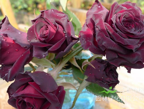 黑巴克月季为什么不黑了？