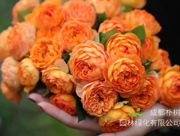 蜂蜜焦糖月季的优缺点有哪些？